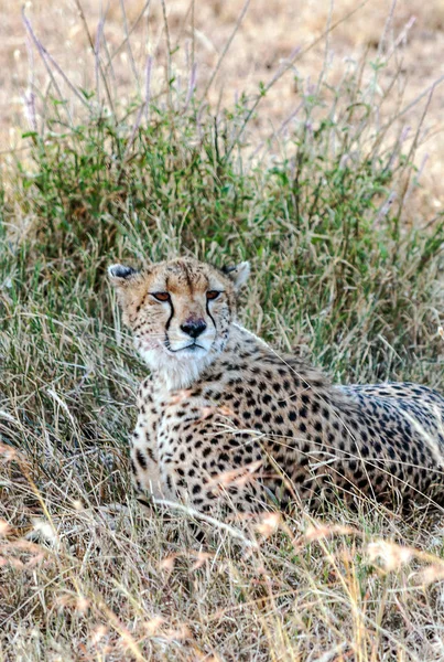 Leopardo Las Ramas Árbol Sabana Tanzania —  Fotos de Stock