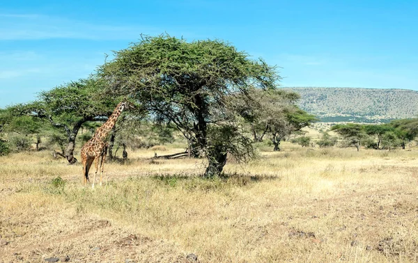 Zürafalar Savannah Tanzanya Nın — Stok fotoğraf
