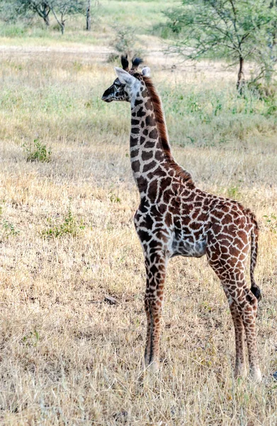 タンザニアのサバンナのキリン — ストック写真