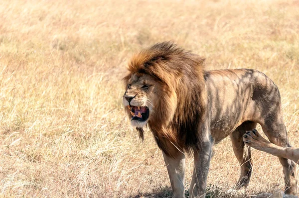 Lions Tanzanie Par Temps Clair — Photo