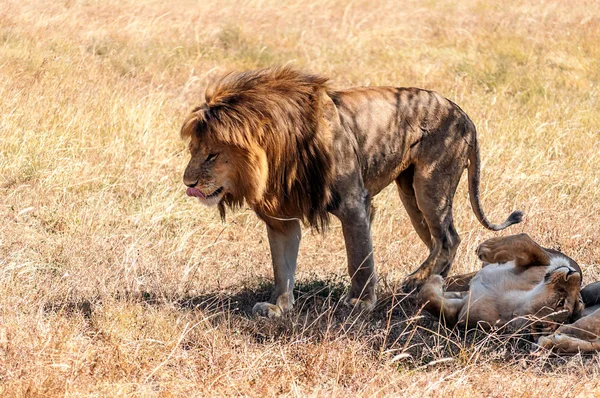 Lvi Tanzanii Jasného Dne — Stock fotografie