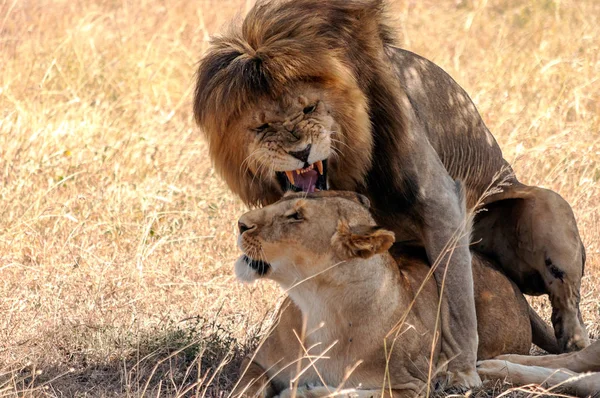 Löwen Tansania Einem Klaren Tag — Stockfoto