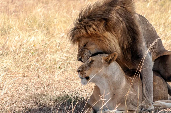 Leeuwen Tanzania Een Heldere Dag — Stockfoto