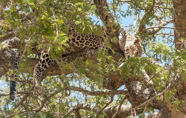 Leopard Auf Den Ästen Eines Baumes Der Savanne Von Tansania — Stockfoto