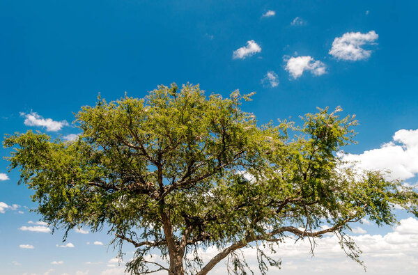 Branches of a tree in Tanzania