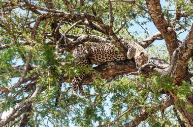 Savannah Tanzanya'nın içinde ağaç dalları üzerinde leopar