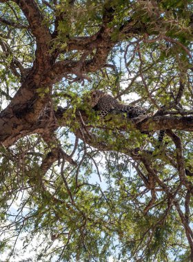 Savannah Tanzanya'nın içinde ağaç dalları üzerinde leopar