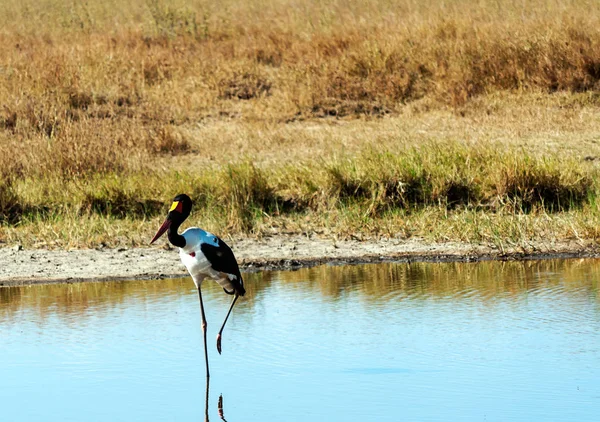 Pelikanen Sjö Tanzania — Stockfoto