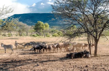 Zebralar Savannah Tanzanya'nın