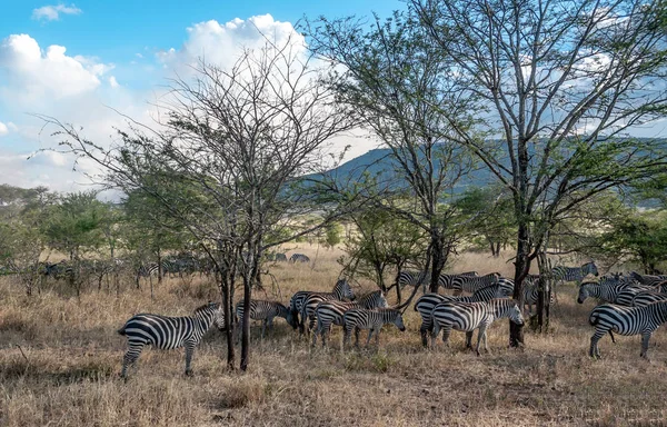 Zebras Der Savanne Von Tansania — Stockfoto