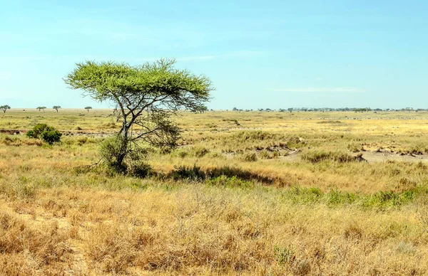 阳光明媚的日子里坦桑尼亚的田野 — 图库照片