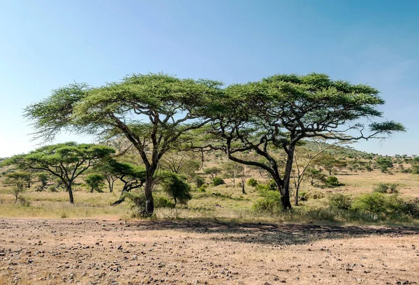 Acacias Tanzania Een Zonnige Dag — Stockfoto