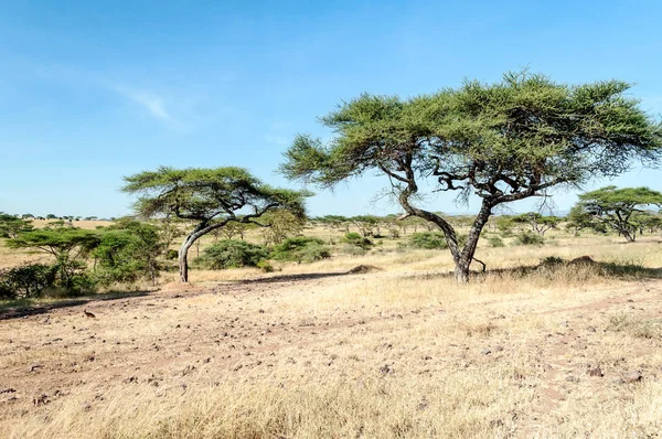 Acacias Tanzanii Słoneczny Dzień — Zdjęcie stockowe