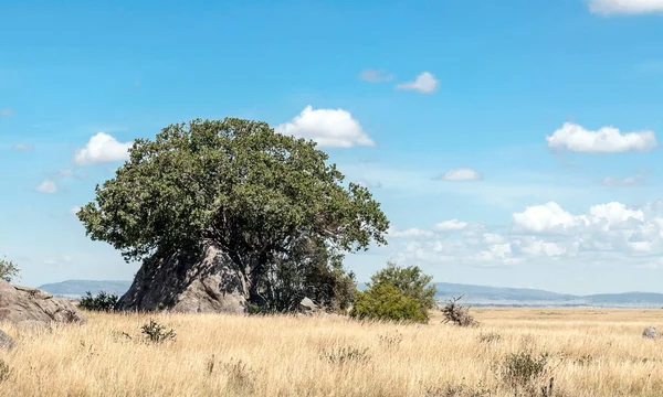 Acacias Tanzania Een Zonnige Dag — Stockfoto