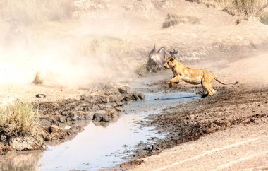 Zebralar ve Serengeti kapısı wildebeest