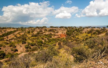 Ngorogoro Vadisi Tanzanya