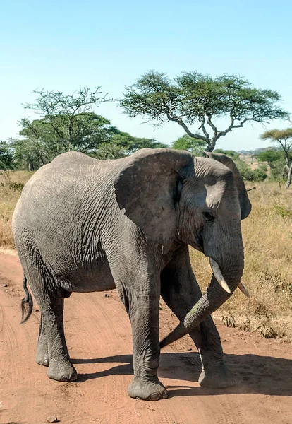 坦桑尼亚被鳄梨包围的大象 — 图库照片