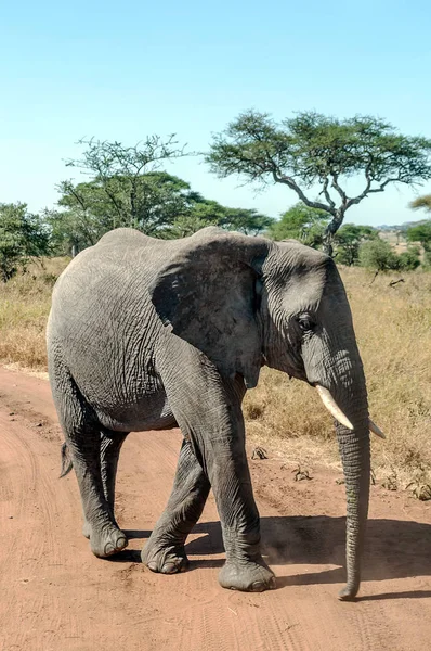 Elephants Surrounded Acacias Tanzania — Stock Photo, Image