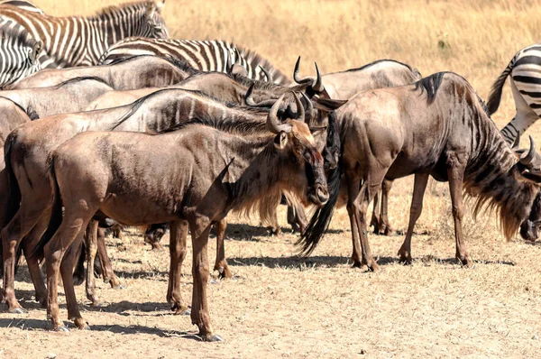 Zebra Gnú Átkelés Serengeti — Stock Fotó