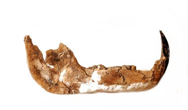 Kemik kalıntıları Tanzanya