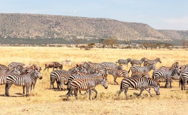 Zebralar ve Serengeti kapısı wildebeest
