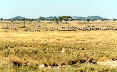 Güneşli bir günde Tanzanya alanları