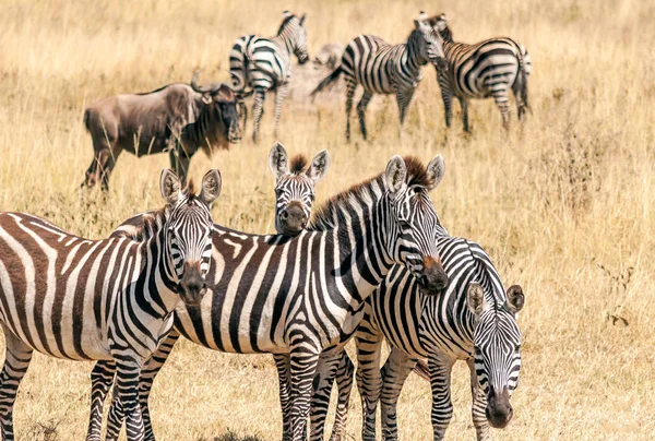 Zebra Gnú Átkelés Serengeti — Stock Fotó