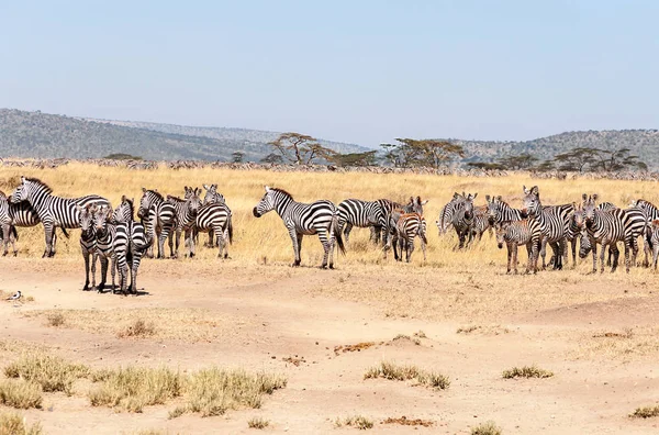 Zebras Und Gnus Überqueren Die Serengeti — Stockfoto