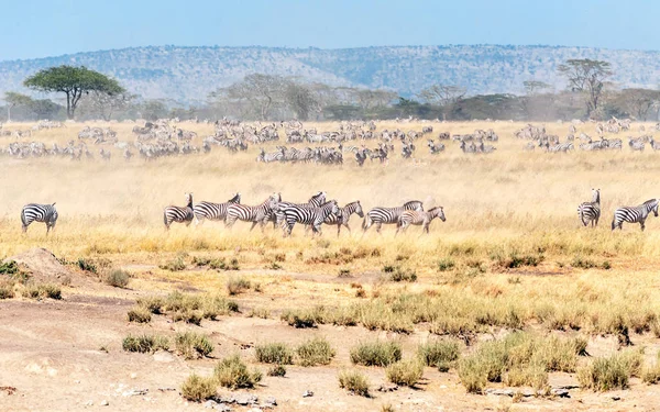 Cebras Ñus Cruzando Serengeti —  Fotos de Stock