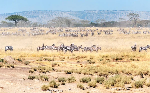 Zebra Gnú Átkelés Serengeti — Stock Fotó