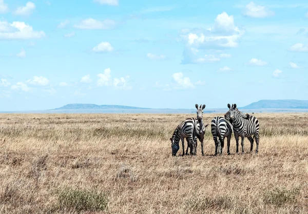 Zebras Der Savanne Von Tansania — Stockfoto