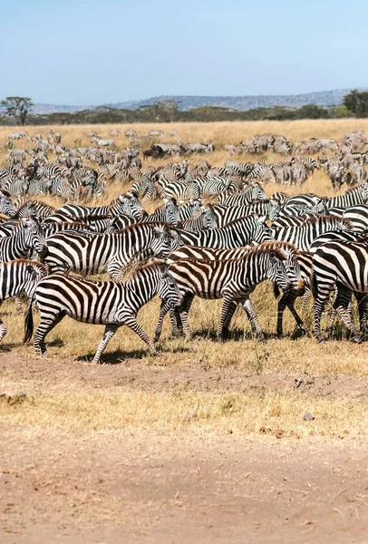 Cebras Ñus Cruzando Serengeti — Foto de Stock
