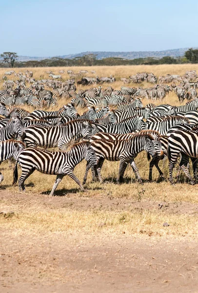 Zebras Gnus Cruzando Serengeti — Fotografia de Stock