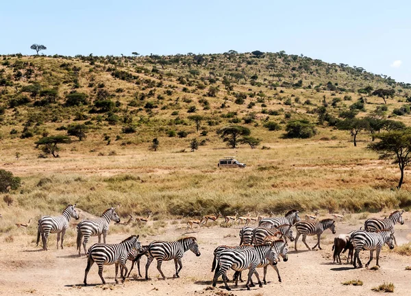 Zebras Und Gnus Überqueren Die Serengeti — Stockfoto