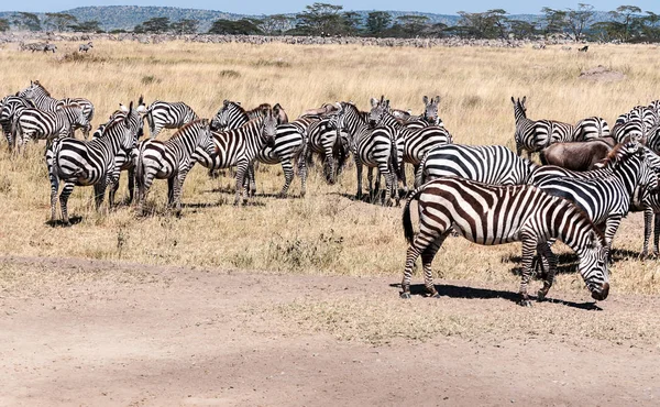 Zebra Gnú Átkelés Serengeti — Stock Fotó