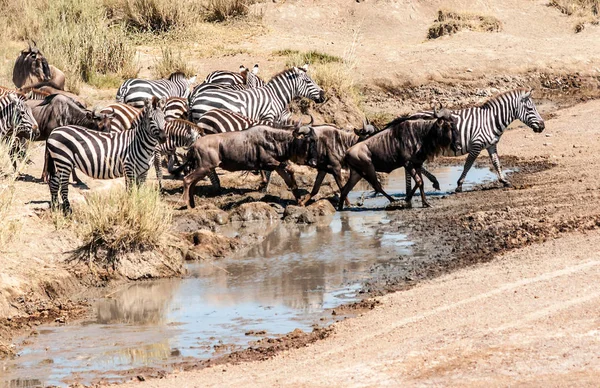 Zebra Gnú Átkelés Serengeti — Stock Fotó