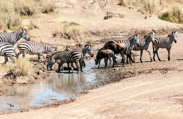 Zebra Gnú Átkelés Serengeti — Stock Fotó