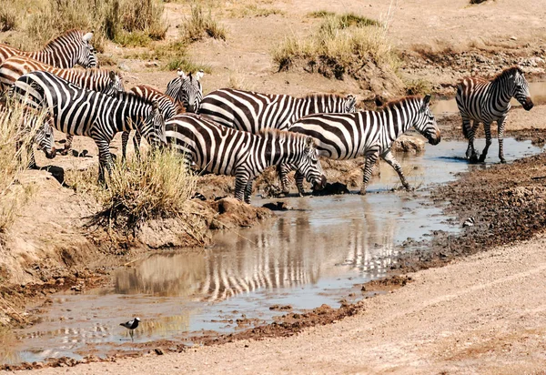 Zebra Gnú Átkelés Serengeti — Stock Fotó