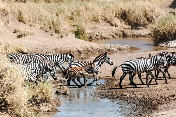 Zebra Gnú Átkelés Serengeti — Stock Fotó