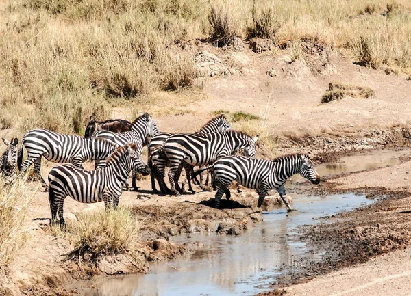 Zebra Gnoes Overschrijding Van Serengeti — Stockfoto