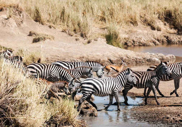 Zebra Gnú Átkelés Serengeti — Stock Fotó