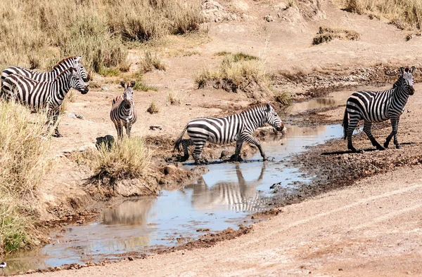 Zebras Und Gnus Überqueren Die Serengeti — Stockfoto
