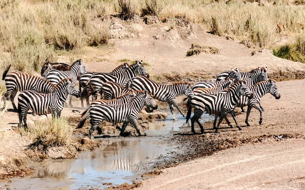 Zebra Gnú Átkelés Serengeti — Stock Fotó