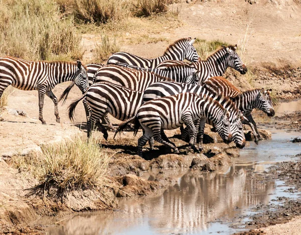 Zebre Gnu Attraversano Serengeti — Foto Stock