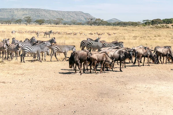 Zebras Und Gnus Überqueren Die Serengeti — Stockfoto