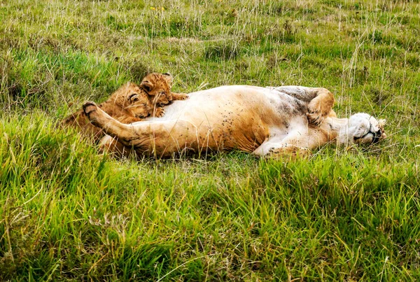 Lions Tanzanie Par Temps Clair — Photo