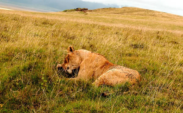 Lions Tanzania Clear Day — Stock Photo, Image