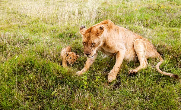 Leones Tanzania Día Claro — Foto de Stock