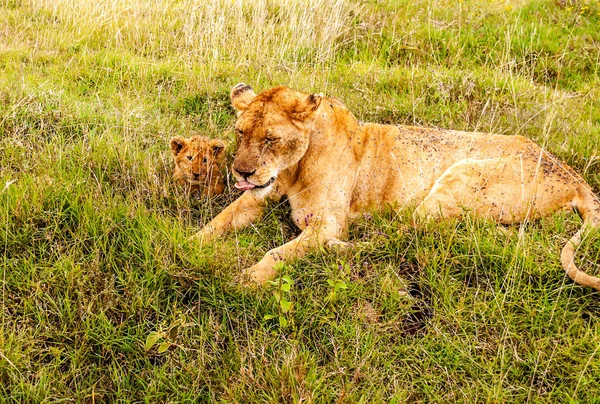 Lions Tanzanie Par Temps Clair — Photo