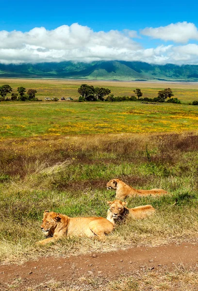 Lioness Savannah Tanzania — Stock Photo, Image